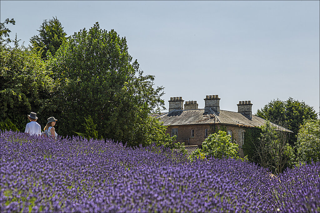 Lavender Gardens - Yorkshire